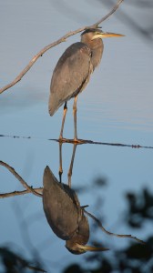 GreatBlue