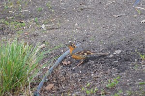 VThrush1