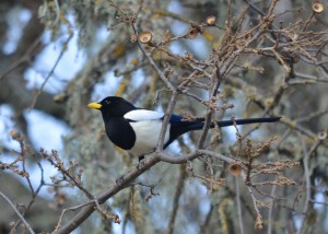 YBMagpie