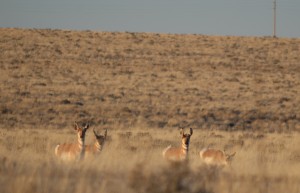 antelope2