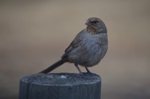 CTowhee