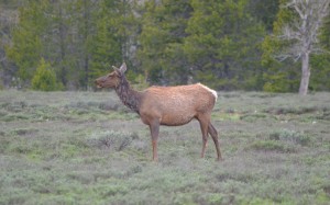 Elk1