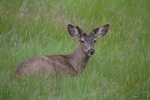 MuleDeer