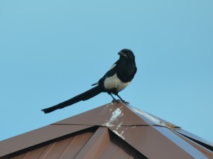 magpie