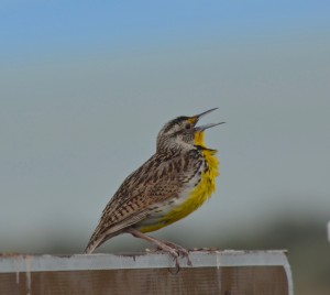 meadlark2