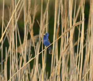 BGrosbeak