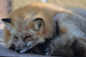 RedFox