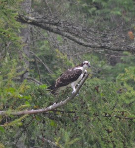 osprey