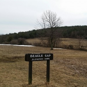 BeagleSign