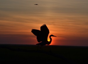 sunriseheron