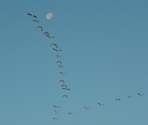 goosemoon