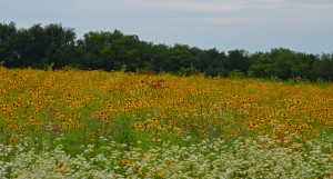 flowers2