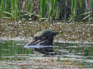 basking2