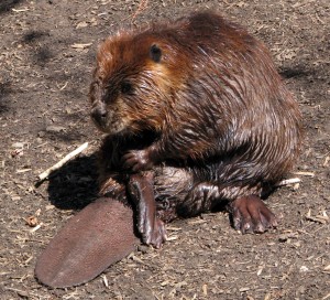 beaver