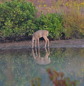 reflect