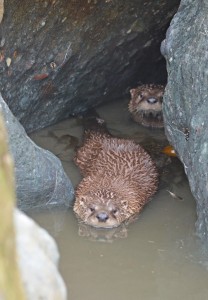 Otters