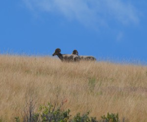 Bighorns