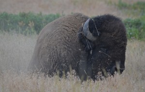 Bison2