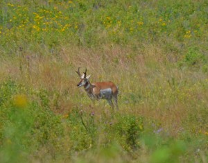 Pronghorn