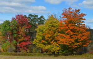 fallcolors4