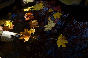 waterleaves